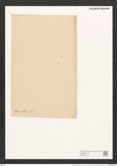 Campylodiscus adornatus A. Schm. (de-Toni-Nr.: Genus 57, Species 2467) Zeichnungen Sammlung Grunow (NHMW-BOT-W0373191)